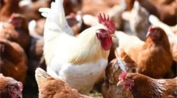 أسعار الدواجن والبيض في 19 ديسمبر 2025 تشهد استقرارًا مع توقعات بتأثير على السوق المحلي 1